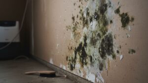 Mold Return After Treatment