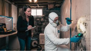 Top Questions to Ask Before Choosing a Mold Removal Company